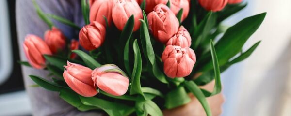 bouquet de tulipe